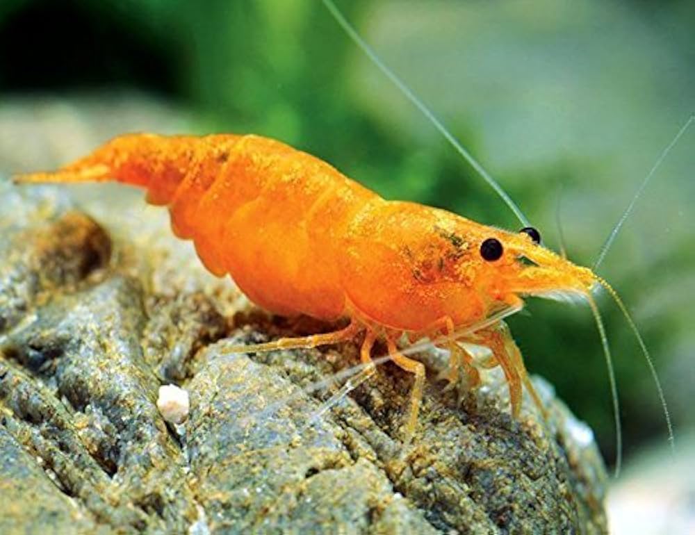 Shrimp Amano Orange