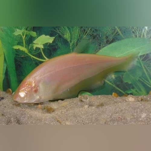Clown Knifefish Albino