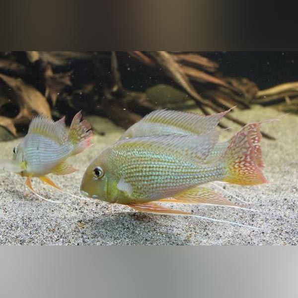 Cichlid Geophagus Altifrons