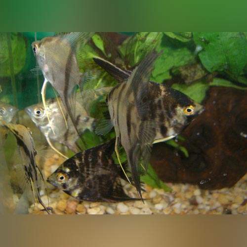 Angelfish Assorted Veil