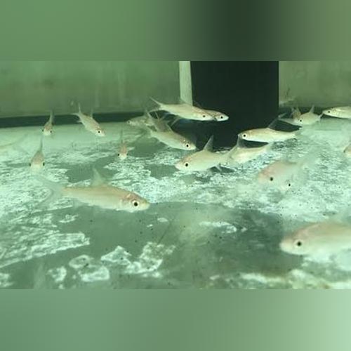 Shark Bala