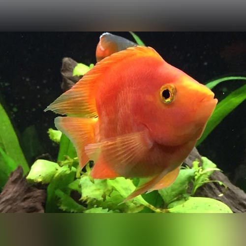 Cichlid Parrot Blood Red