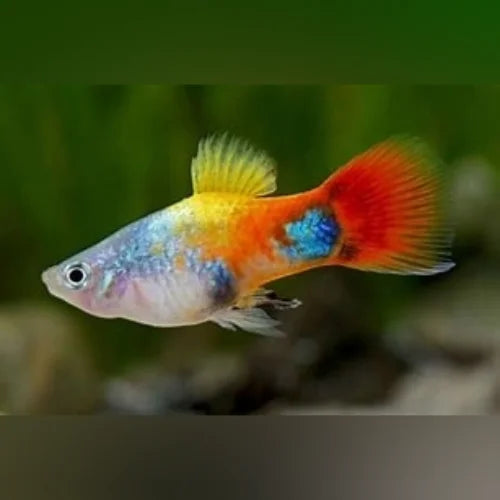 Platy Blue Butterfly