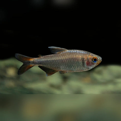 Tetra Blueberry