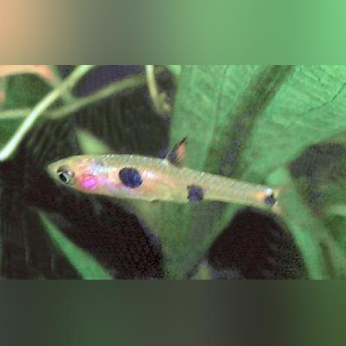 Rasbora Dwarf Clown Spot
