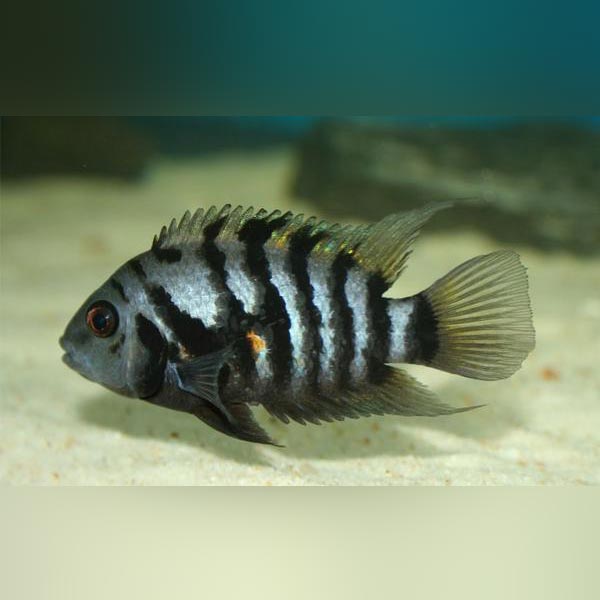 Cichlid Black Convict