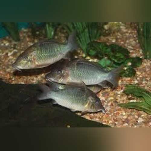 Cory Multiradiatus Giant