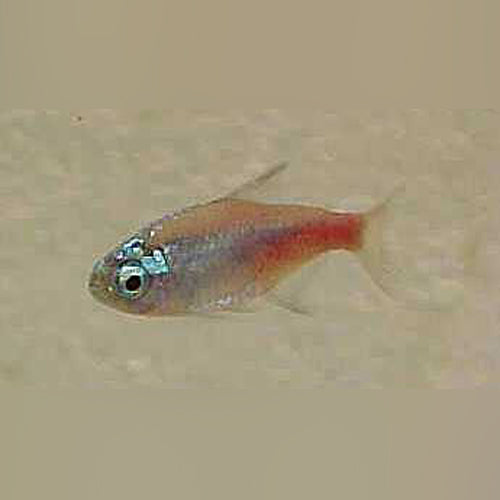 Tetra Neon Diamond Head