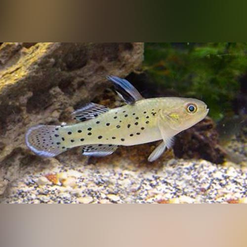 Goby Knight