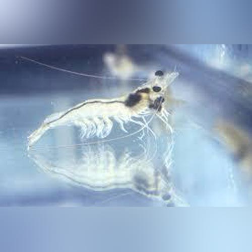 Ghost Shrimp