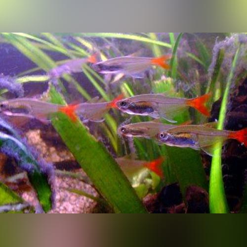 Tetra Glass Bloodfin