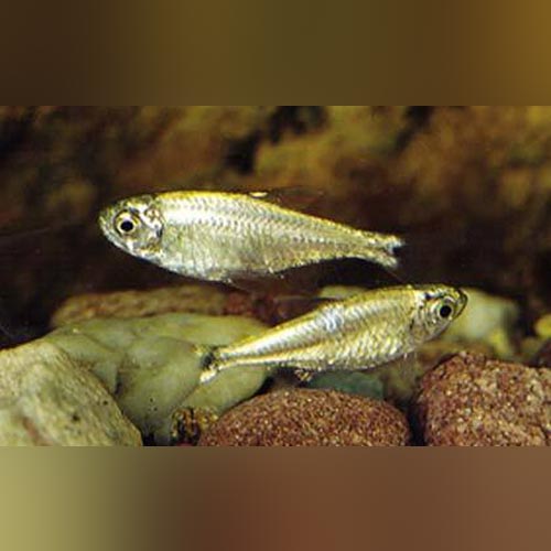 Tetra Gold