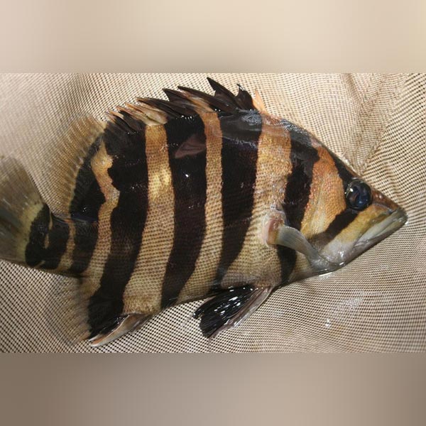 Datnoid Gold Tiger