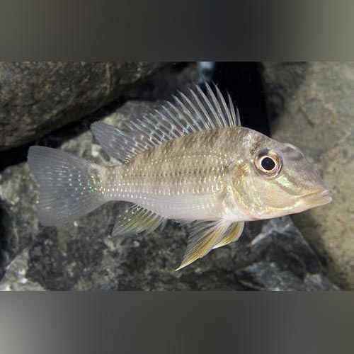 Cichlid Jurupari