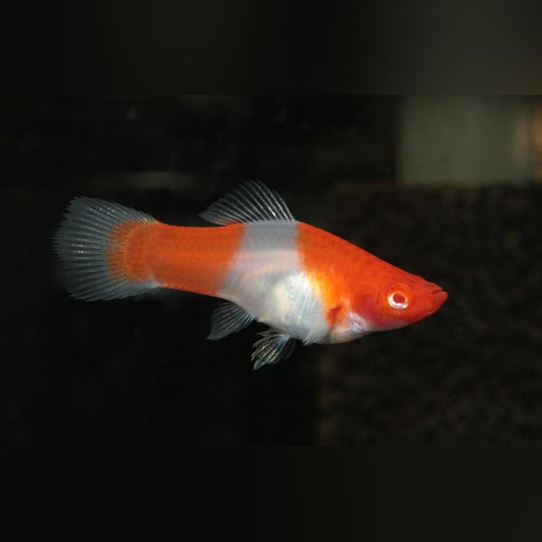 Swordtail Kohaku Red White