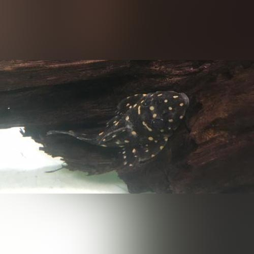 Pleco L-007 Vampire