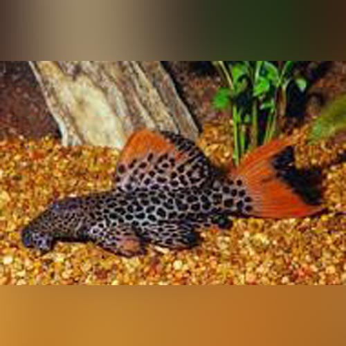 Pleco L-114 Leopard Cactus