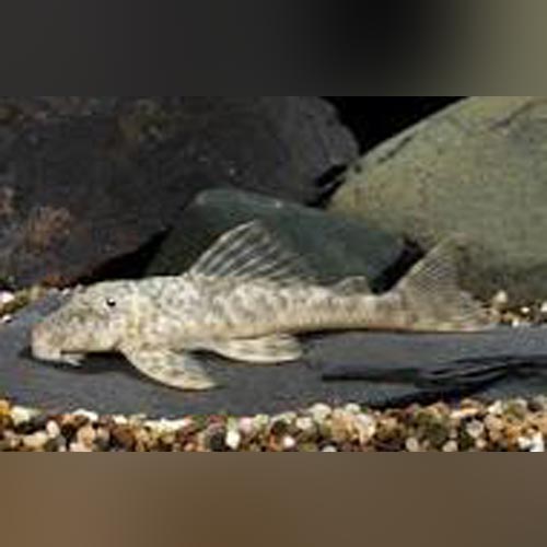 Pleco L-129 False Zebra