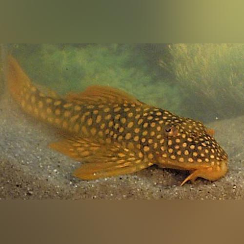 Pleco L-014 Goldie