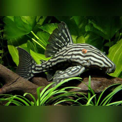 Pleco L-191 Royal