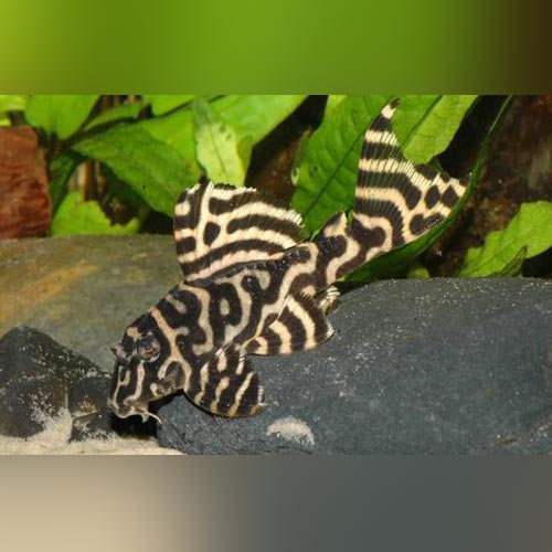 Pleco L-333 King Tiger