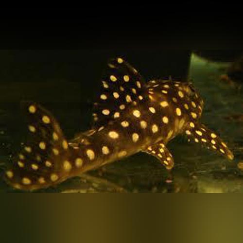 Pleco L-048 Mustard Spot
