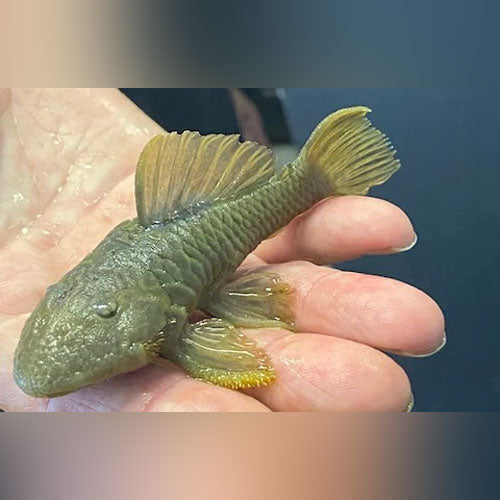 Pleco L-056 Chubby