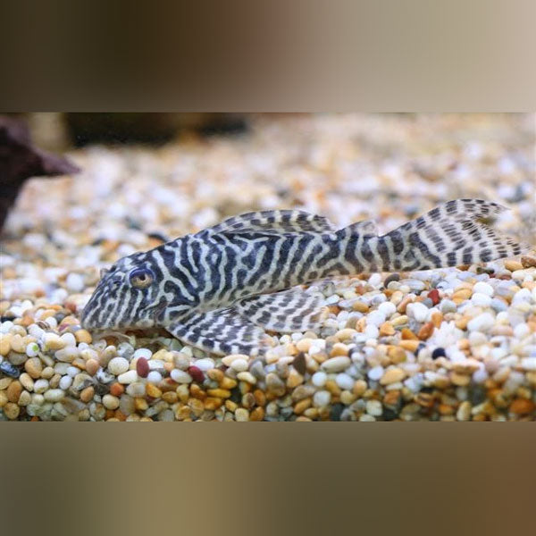 Pleco L-066 Gypsy King