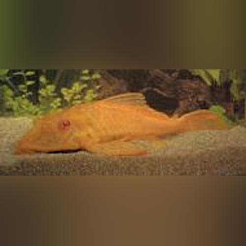 Pleco L-083 Sailfin Albino