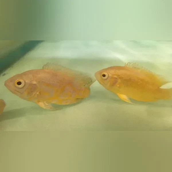 Cichlid Oscar Lemon