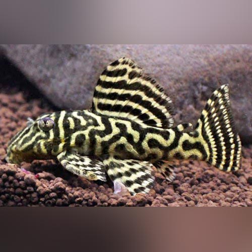 Pleco L-340 Megaclown