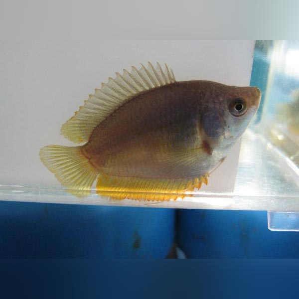 Gourami Dwarf Female