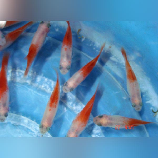 Platy Peppermint