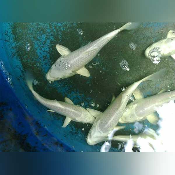 Koi Platinum Ogon