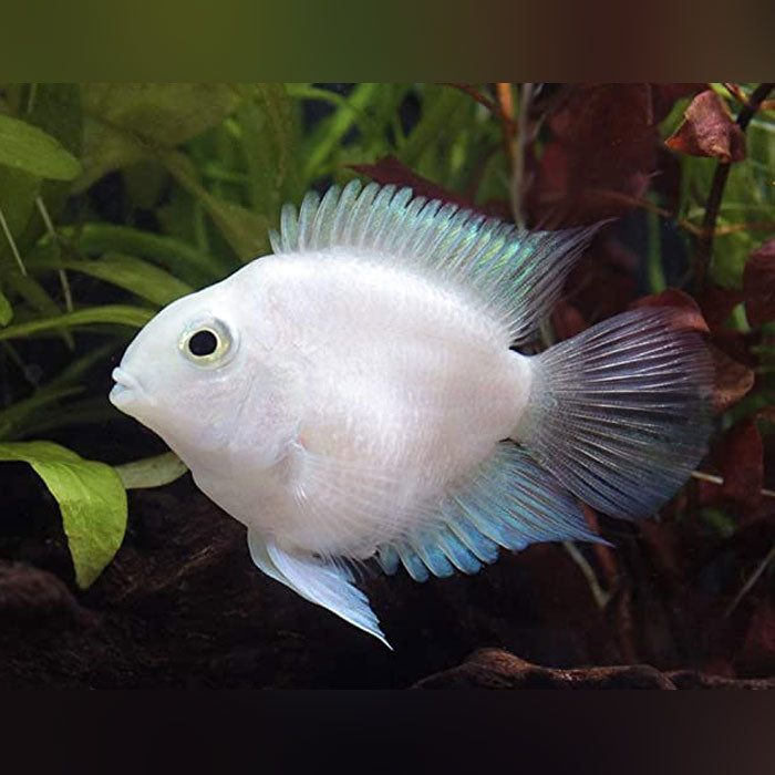 Cichlid Parrot Platinum White