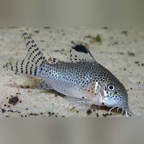 Cory Punctatus