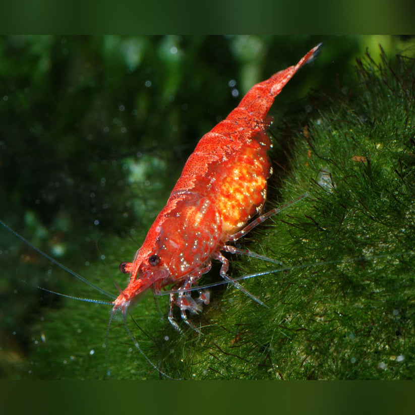 Shrimp Cherry Grade A