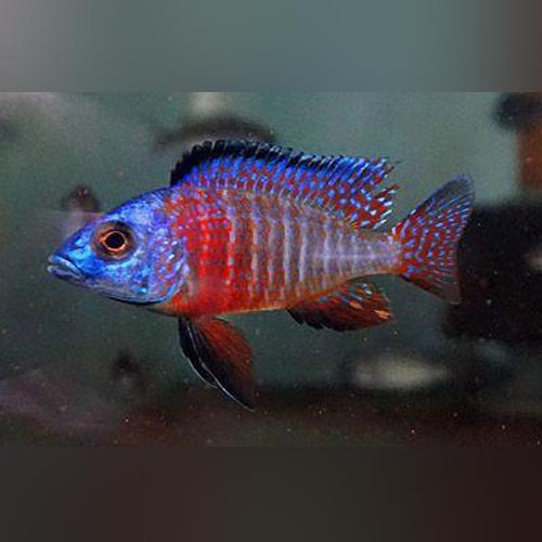 Cichlid Red Peacock