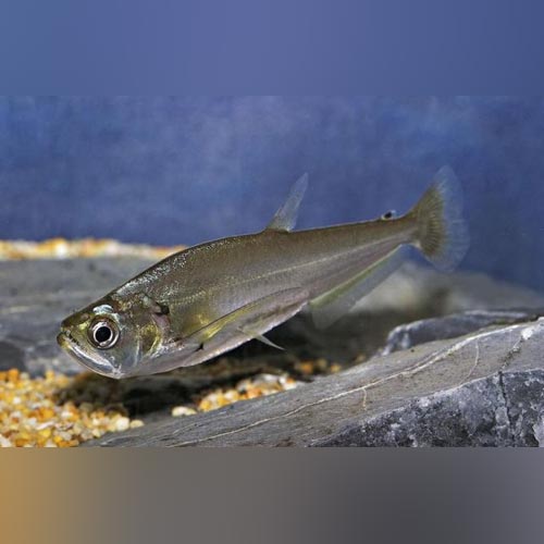 Tetra Saber Tooth Payara