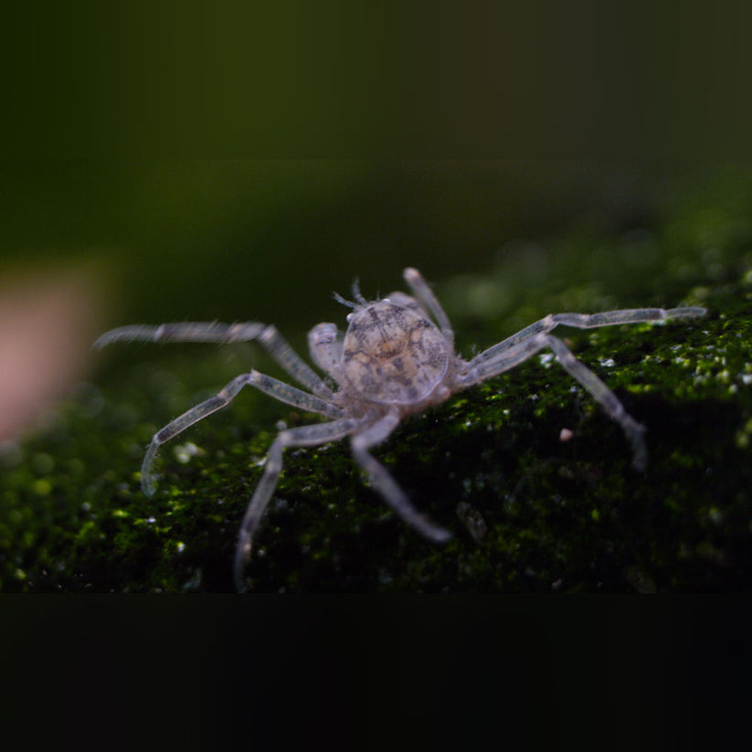 Crab Thai Micro Spider