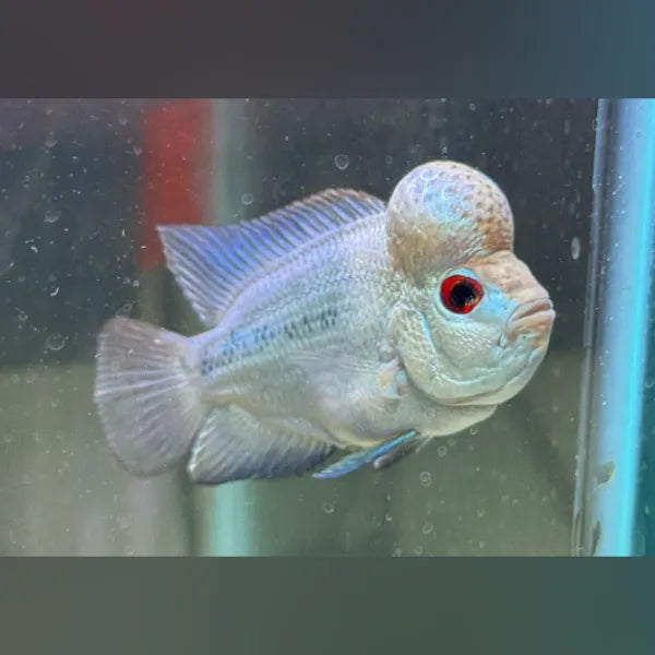 Flowerhorn Thai Silk