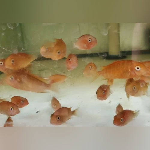 Cichlid Tropheus Red Phoenix