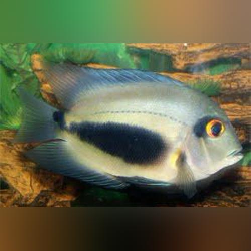 Cichlid Uaru