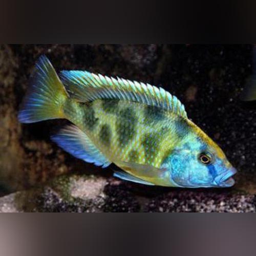 Cichlid Venustus