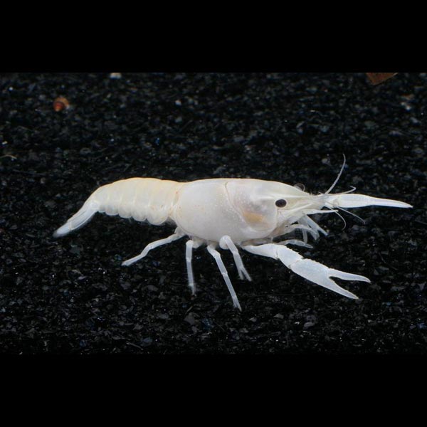 Lobster White Blizzard