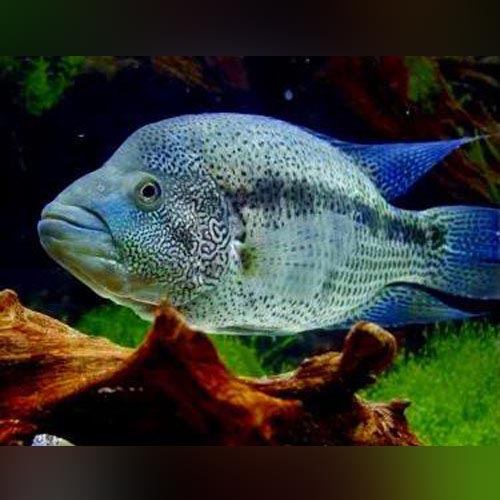 Cichlid Wolf Dovii