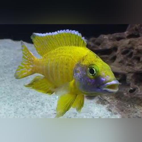 Cichlid Yellow Peacock
