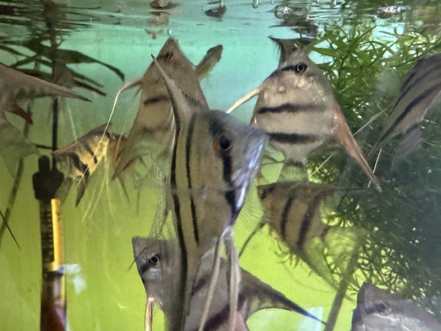 Angelfish Manacapuru