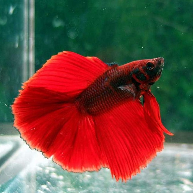 Betta Half Moon Drag Scale Male