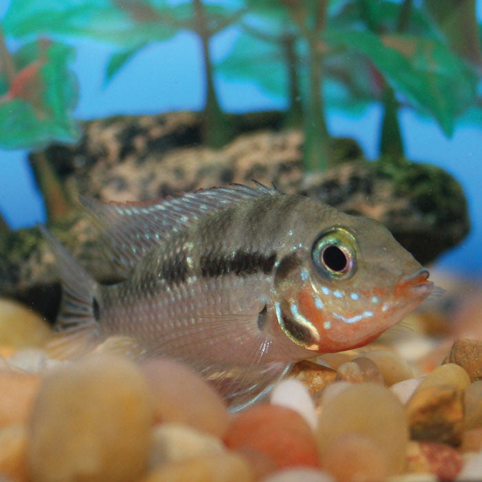 Cichlid Firemouth